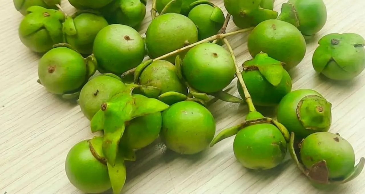 সুন্দরবনের জঙ্গলে এমন ফলের ভাণ্ডার! কেওড়া-গাব-আমড়ায় ভরা পুষ্টি, জানুন স্থানীয় এই দেশজ ফলগুলির গুণ
