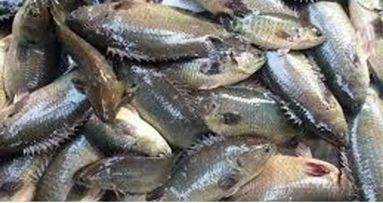 Koi Machh Cutting Tips: কই মাছ কাটতে গিয়ে হাত কাটে? এই সহজ কৌশলে আঁশ ছাড়ানো হবে ঝটপট, কাটাকুটিও হবে অনেক সহজ
