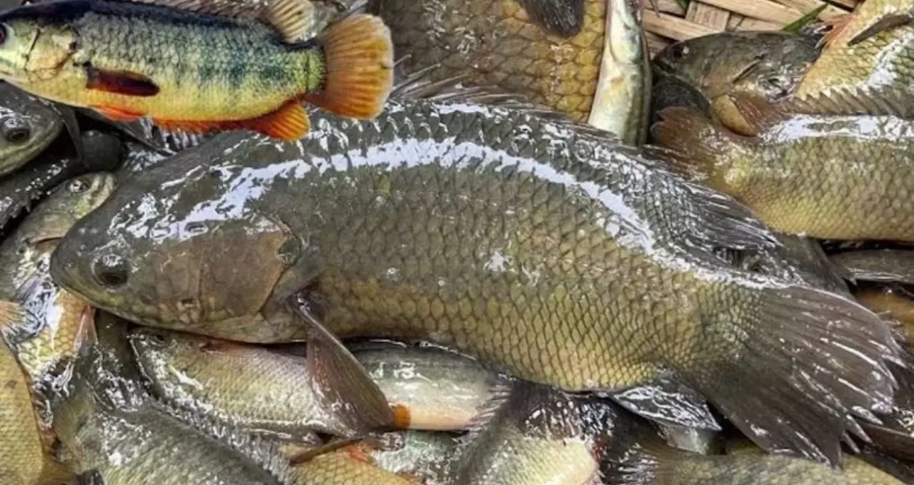Koi Machh Cutting Tips: কই মাছ কাটতে গিয়ে হাত কাটে? এই সহজ কৌশলে আঁশ ছাড়ানো হবে ঝটপট, কাটাকুটিও হবে অনেক সহজ
