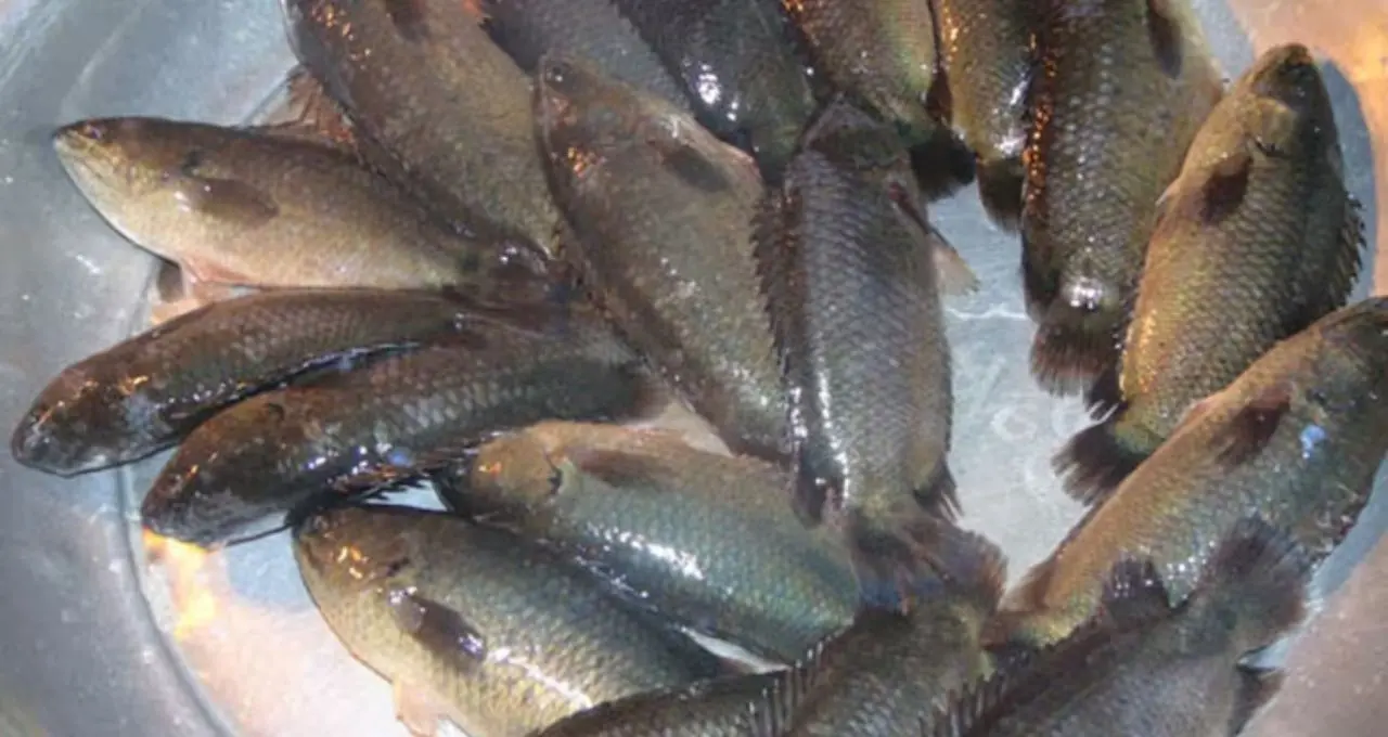 Koi Machh Cutting Tips: কই মাছ কাটতে গিয়ে হাত কাটে? এই সহজ কৌশলে আঁশ ছাড়ানো হবে ঝটপট, কাটাকুটিও হবে অনেক সহজ
