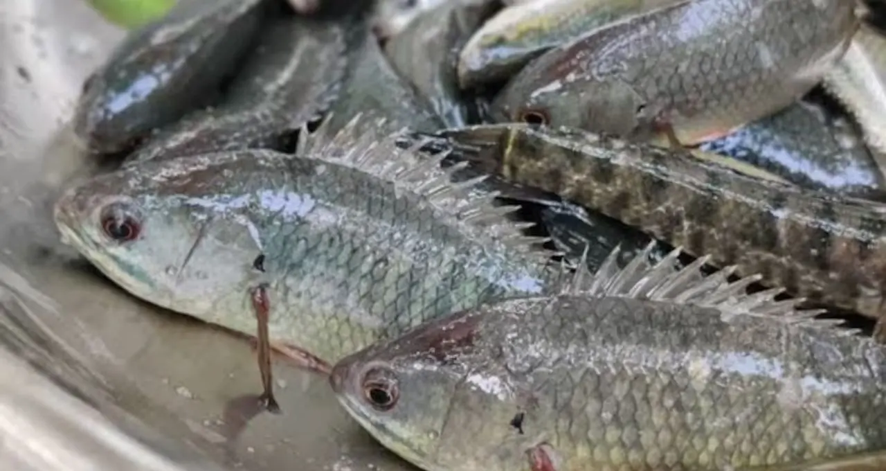 Koi Machh Cutting Tips: কই মাছ কাটতে গিয়ে হাত কাটে? এই সহজ কৌশলে আঁশ ছাড়ানো হবে ঝটপট, কাটাকুটিও হবে অনেক সহজ
