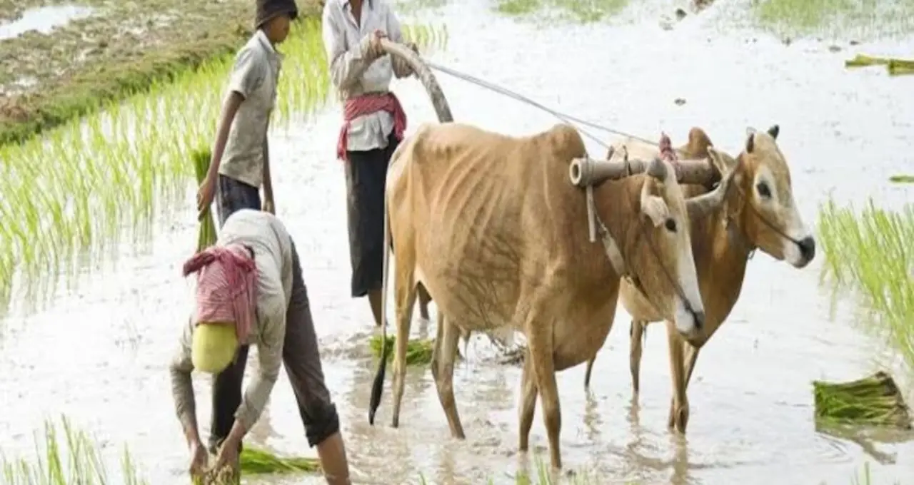 PM Kisan: কৃষকদের জন্য বড় খবর! শীঘ্রই অ্যাকাউন্টে ঢুকতে পারে ₹২,০০০, ২৪তম কিস্তি কবে? জানুন পুরো আপডেট