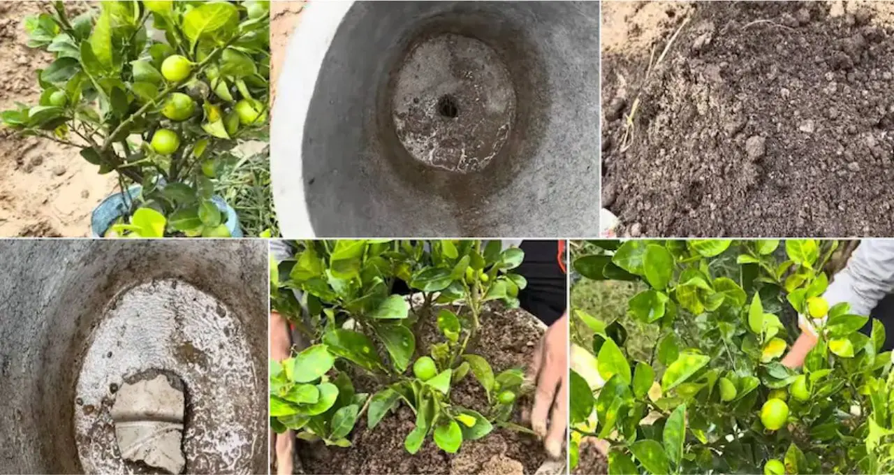 Lemon Growing Tips: লেবুগাছে ফুল-ফল নেই? টবের মাটিতে দিন এই ৩ উপাদান, সঙ্গে মানুন ৬টি জরুরি নিয়ম
