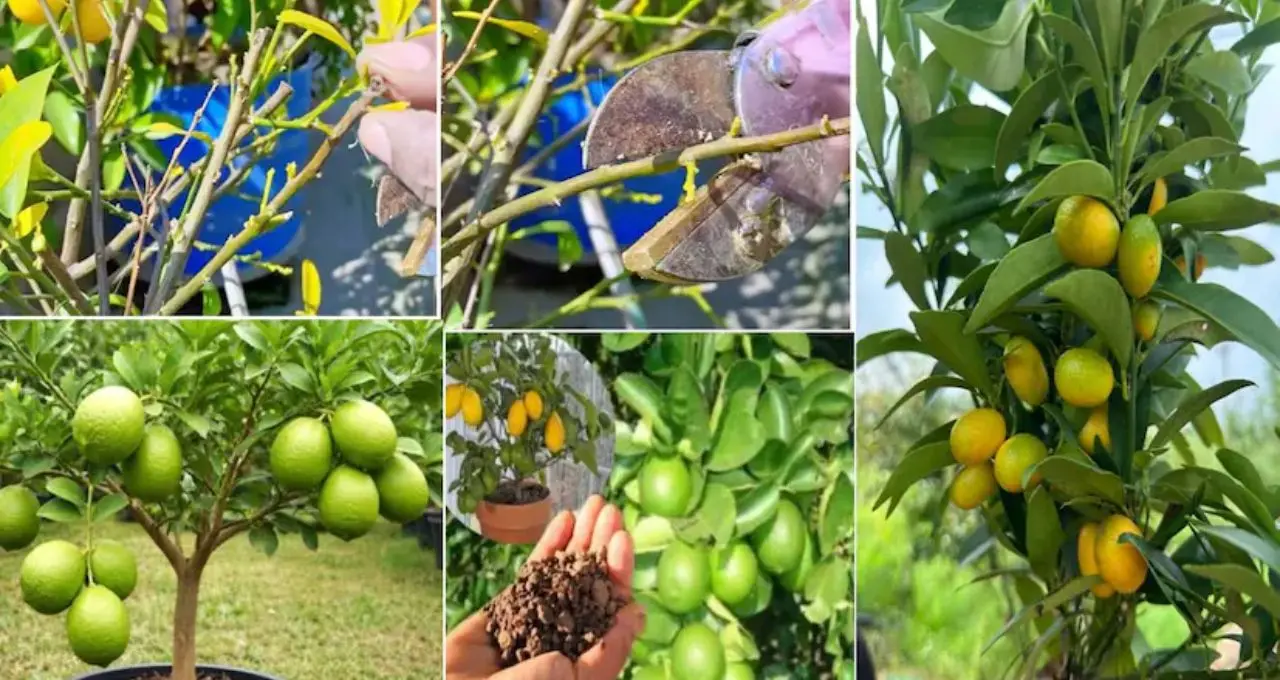 Lemon Growing Tips: লেবুগাছে ফুল-ফল নেই? টবের মাটিতে দিন এই ৩ উপাদান, সঙ্গে মানুন ৬টি জরুরি নিয়ম
