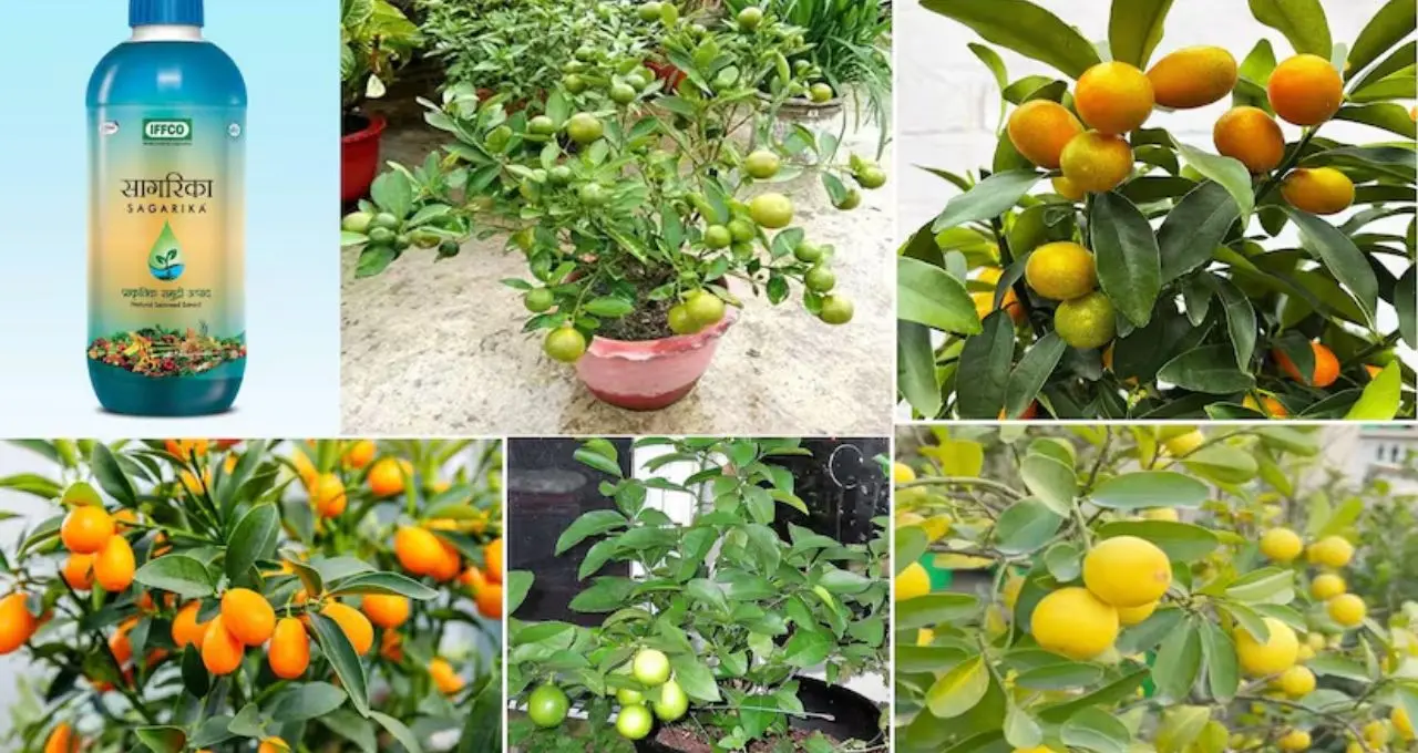 Lemon Growing Tips: লেবুগাছে ফুল-ফল নেই? টবের মাটিতে দিন এই ৩ উপাদান, সঙ্গে মানুন ৬টি জরুরি নিয়ম

