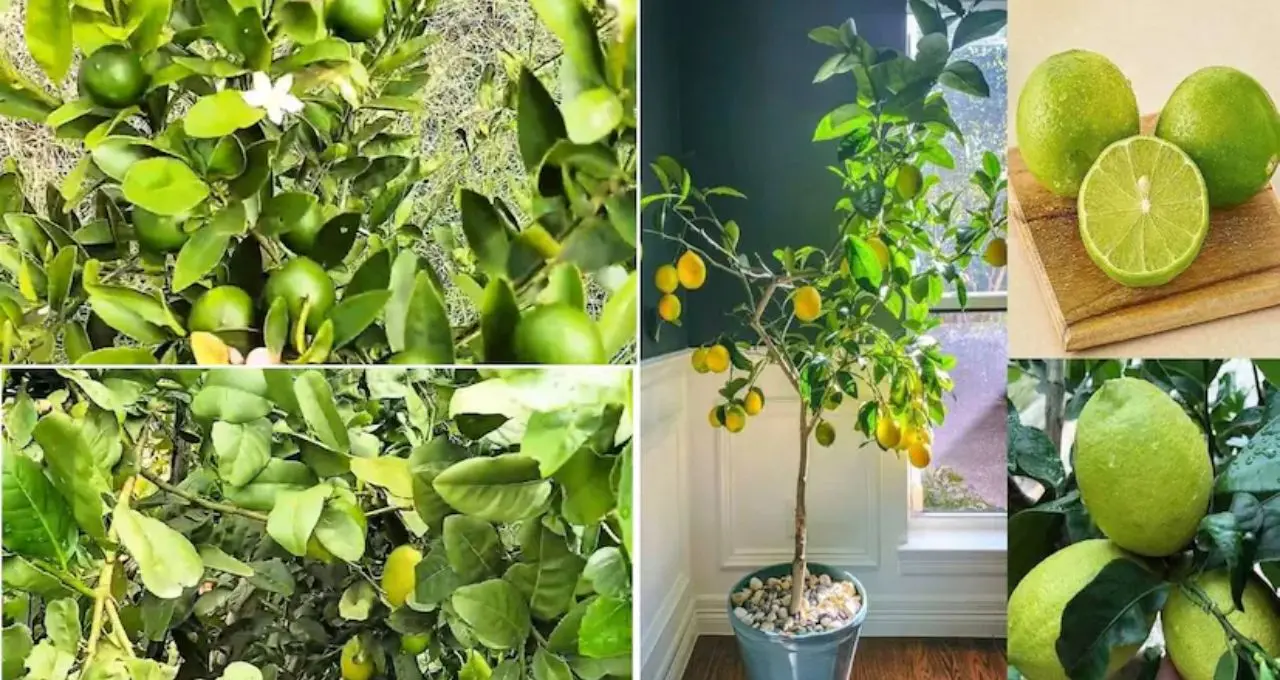Lemon Growing Tips: লেবুগাছে ফুল-ফল নেই? টবের মাটিতে দিন এই ৩ উপাদান, সঙ্গে মানুন ৬টি জরুরি নিয়ম
