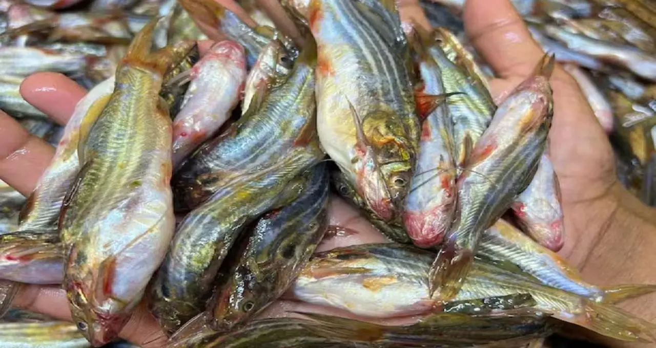 Tangra Fish Cleaning Tips: কাঁটার ভয়ে ট্যাংরা কাটতে ভয়? বঁটি ছাড়াই কাঁচি দিয়ে সহজে পরিষ্কার করুন, ডিমও থাকবে অক্ষত
