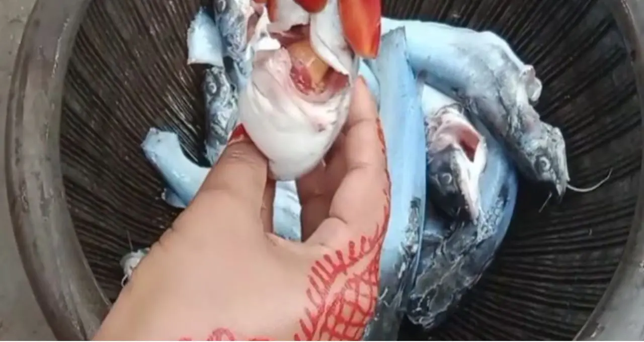 Tangra Fish Cleaning Tips: কাঁটার ভয়ে ট্যাংরা কাটতে ভয়? বঁটি ছাড়াই কাঁচি দিয়ে সহজে পরিষ্কার করুন, ডিমও থাকবে অক্ষত
