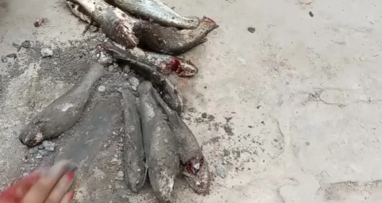 Tangra Fish Cleaning Tips: কাঁটার ভয়ে ট্যাংরা কাটতে ভয়? বঁটি ছাড়াই কাঁচি দিয়ে সহজে পরিষ্কার করুন, ডিমও থাকবে অক্ষত
