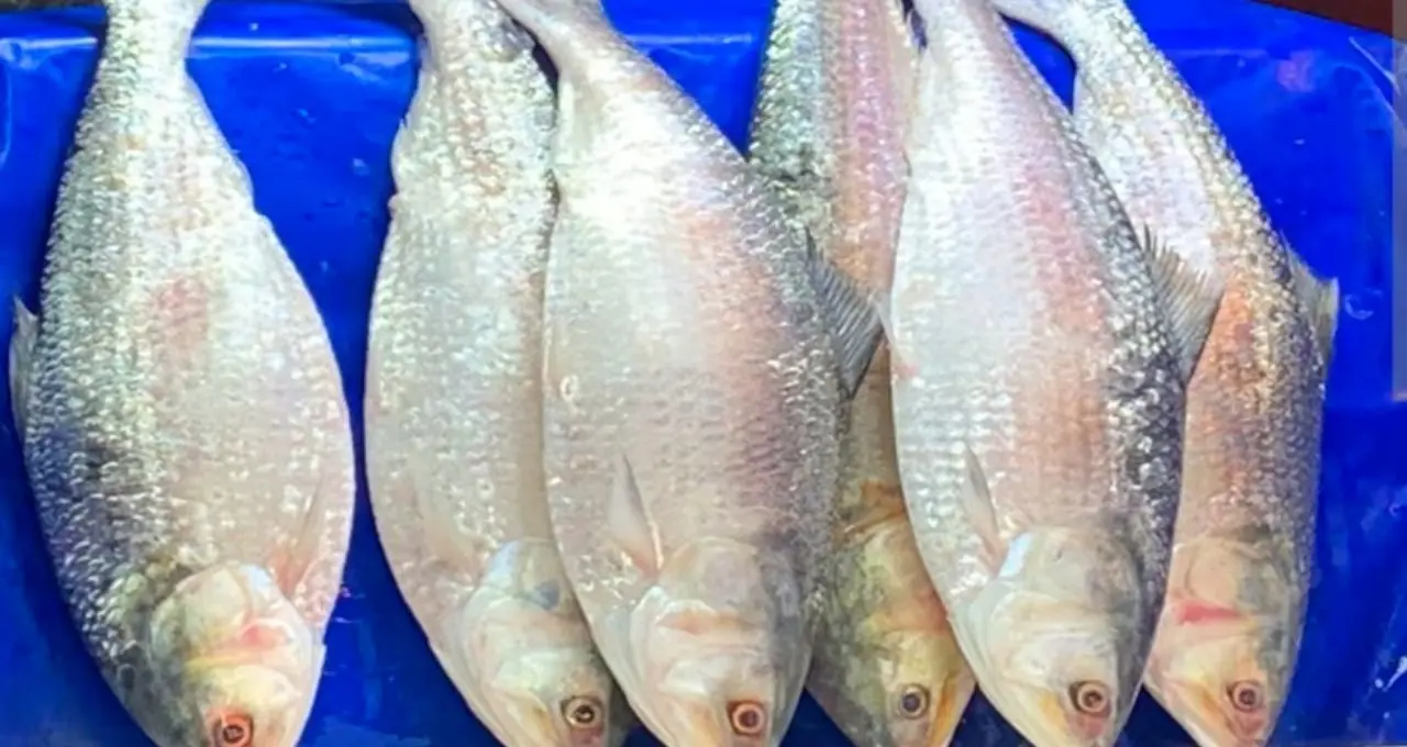 Hilsa Buying Tips: গঙ্গার ইলিশ ভেবে সাগরের মাছ কিনছেন না তো? বাজারে আসল নদীর ইলিশ চেনার ৬ সহজ কৌশল
