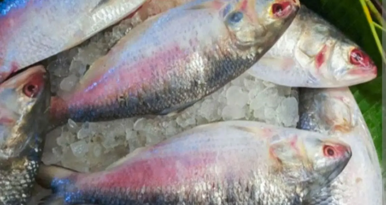 Hilsa Buying Tips: গঙ্গার ইলিশ ভেবে সাগরের মাছ কিনছেন না তো? বাজারে আসল নদীর ইলিশ চেনার ৬ সহজ কৌশল
