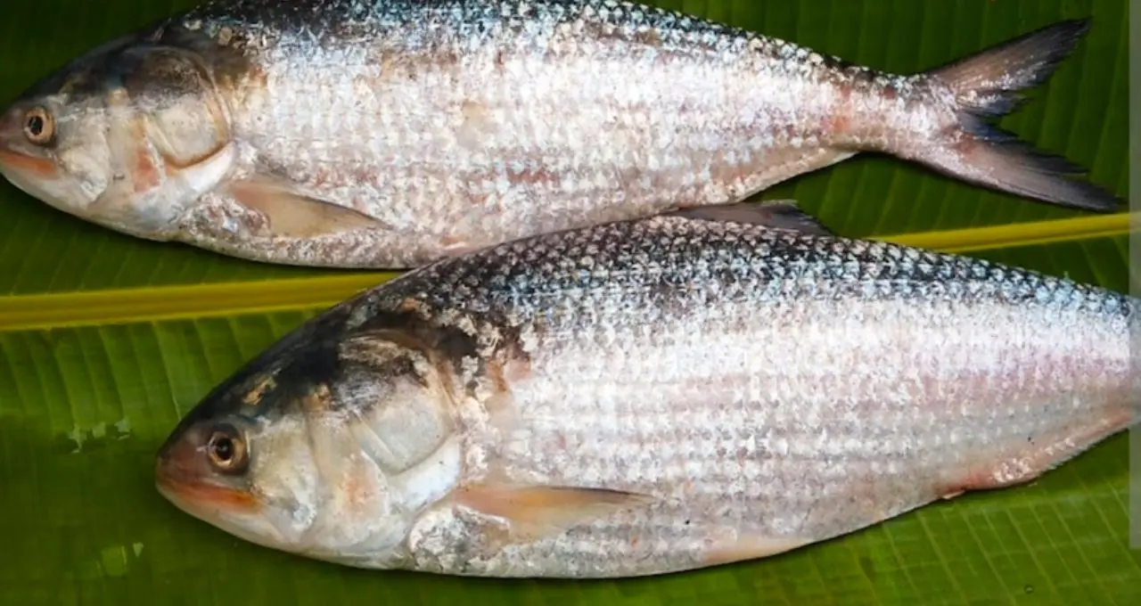 Hilsa Buying Tips: গঙ্গার ইলিশ ভেবে সাগরের মাছ কিনছেন না তো? বাজারে আসল নদীর ইলিশ চেনার ৬ সহজ কৌশল
