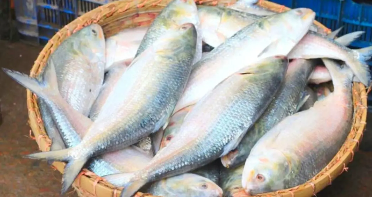 Hilsa Buying Tips: গঙ্গার ইলিশ ভেবে সাগরের মাছ কিনছেন না তো? বাজারে আসল নদীর ইলিশ চেনার ৬ সহজ কৌশল
