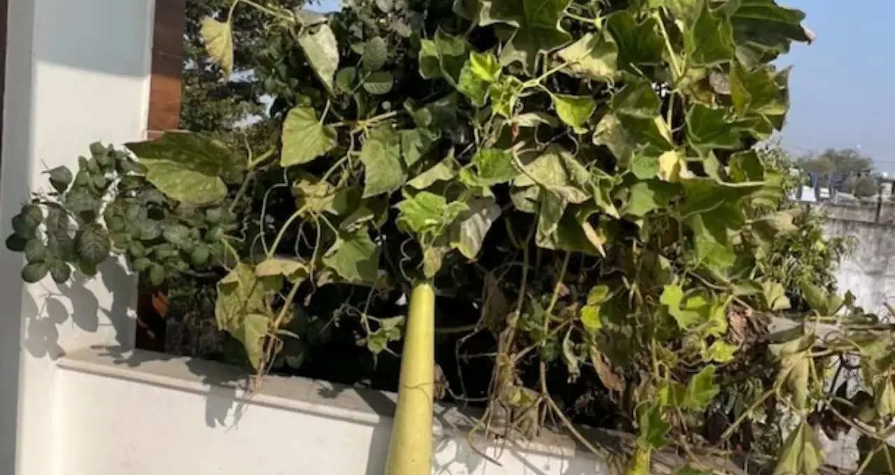 Lau Growing Tips: অল্প জায়গাতেই ফলবে লাউ, টব-ছাদে চাষের সহজ কৌশল জানুন
