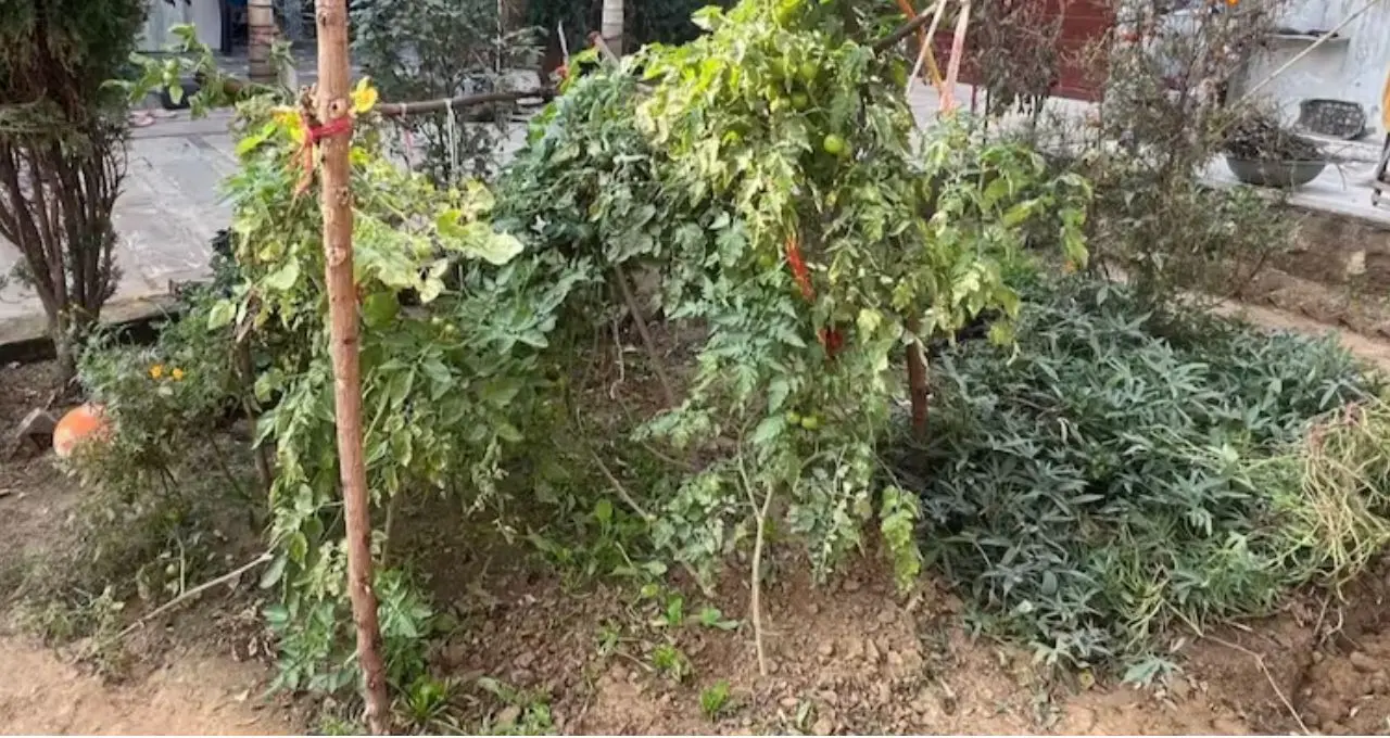 Lau Growing Tips: অল্প জায়গাতেই ফলবে লাউ, টব-ছাদে চাষের সহজ কৌশল জানুন
