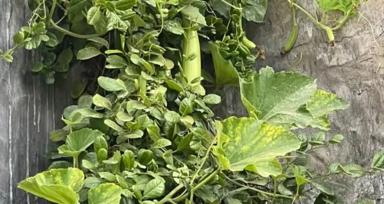 Lau Growing Tips: অল্প জায়গাতেই ফলবে লাউ, টব-ছাদে চাষের সহজ কৌশল জানুন
