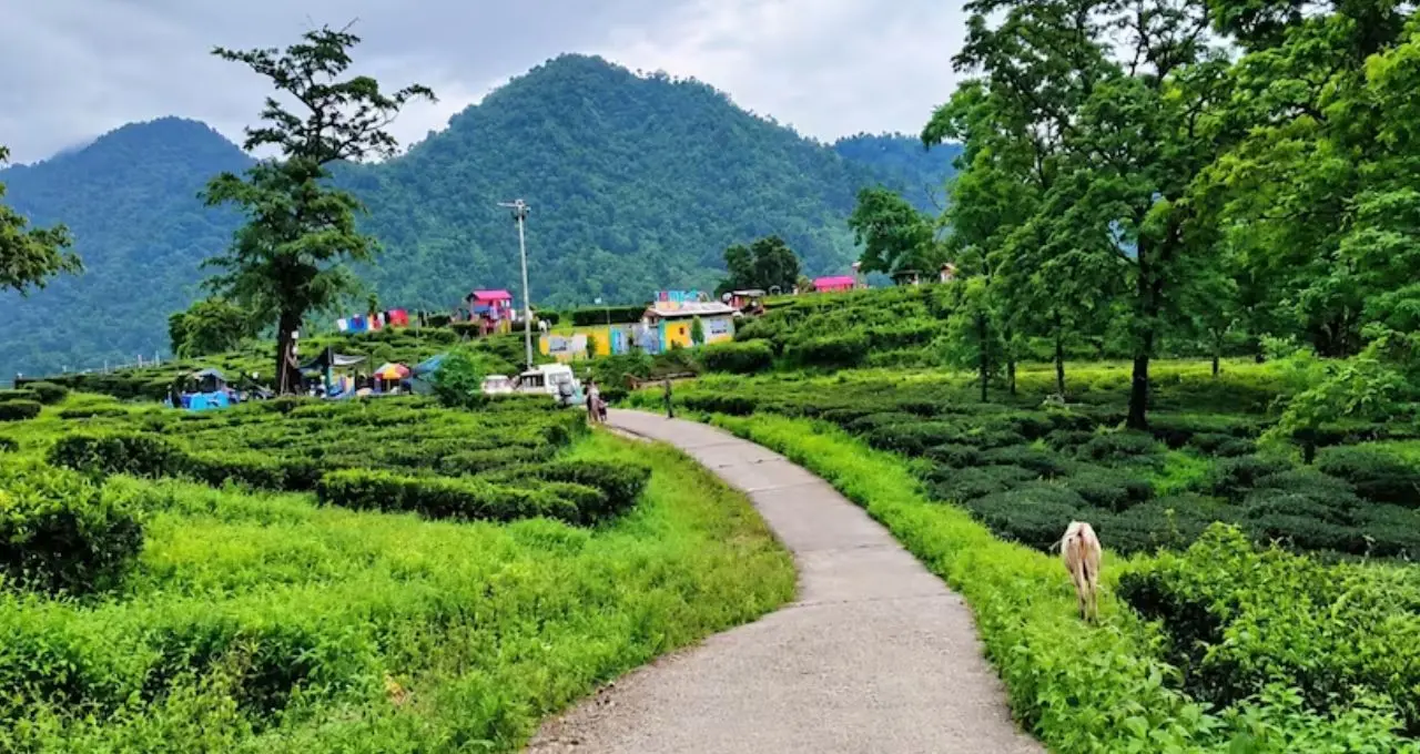 Offbeat Dooars Tour: ব্রেক-আপের পর মনখারাপ? চা-বাগান, নদী আর পাহাড়ের মাঝে হারিয়ে যান লঙ্কাপাড়ায়! পুজোয় ঘুরে দেখুন ডুয়ার্সের নতুন ঠিকানা
