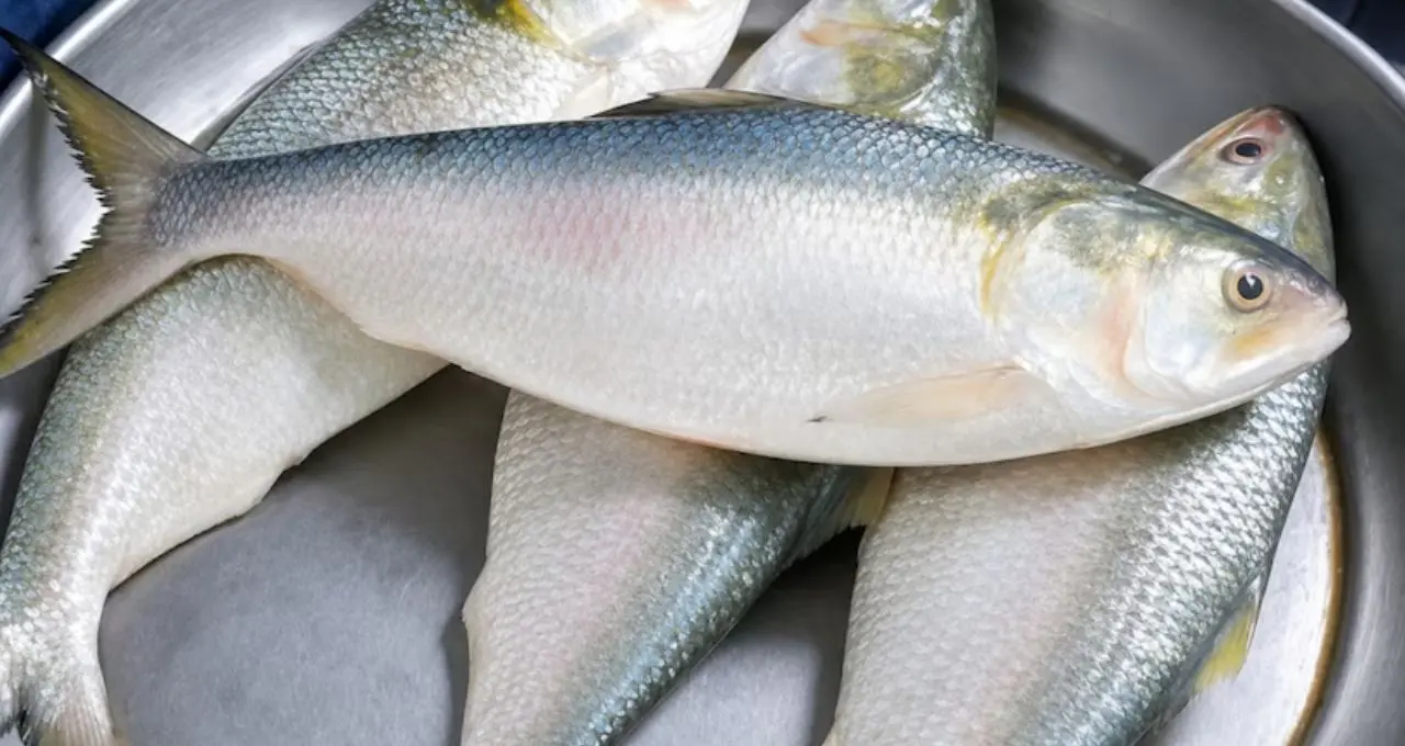 Ilish Macher Bora: ভাপা-ভাজা তো অনেক হল! এবার কুমড়ো পাতায় মুড়ে বানান ইলিশের বড়া, এক প্লেট ভাত নিমেষে শেষ

