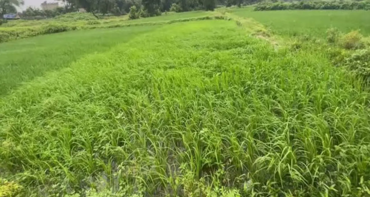 Mosquito Killing Plants: মশা তাড়াতে বাড়িতেই লাগান এই গাছ! লেবুর মতো গন্ধে কমবে মশার উপদ্রব, টবেই করা যাবে চাষ
