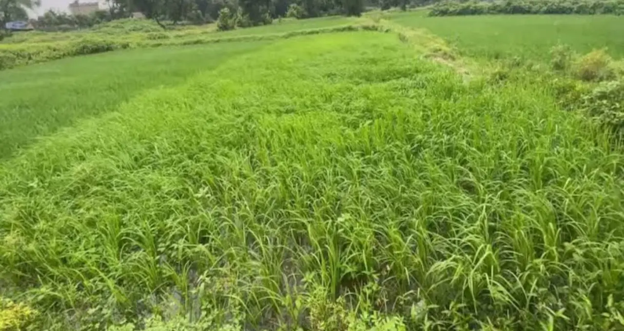 Mosquito Killing Plants: মশা তাড়াতে বাড়িতেই লাগান এই গাছ! লেবুর মতো গন্ধে কমবে মশার উপদ্রব, টবেই করা যাবে চাষ
