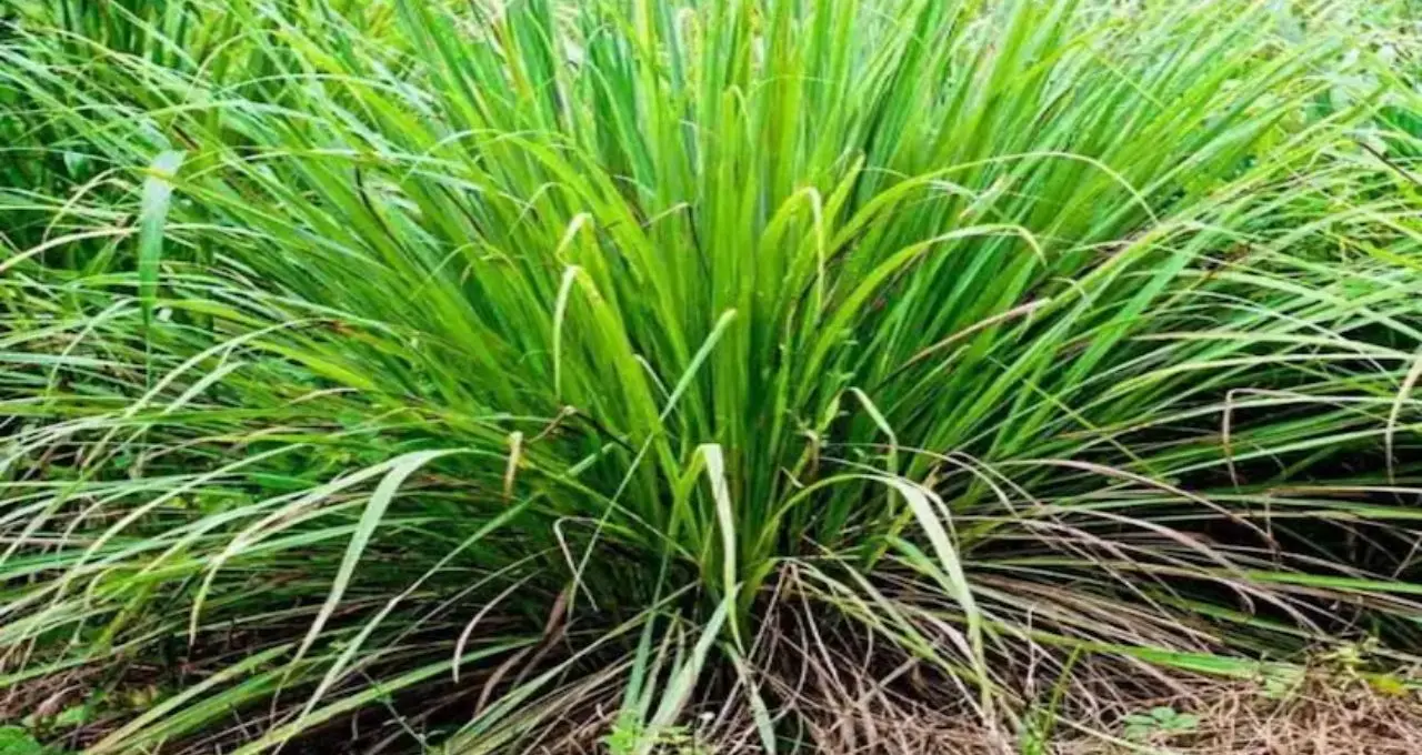 Mosquito Killing Plants: মশা তাড়াতে বাড়িতেই লাগান এই গাছ! লেবুর মতো গন্ধে কমবে মশার উপদ্রব, টবেই করা যাবে চাষ
