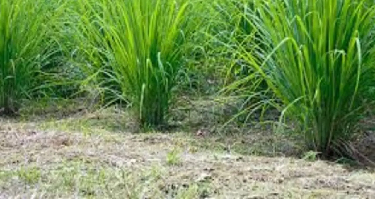Mosquito Killing Plants: মশা তাড়াতে বাড়িতেই লাগান এই গাছ! লেবুর মতো গন্ধে কমবে মশার উপদ্রব, টবেই করা যাবে চাষ
