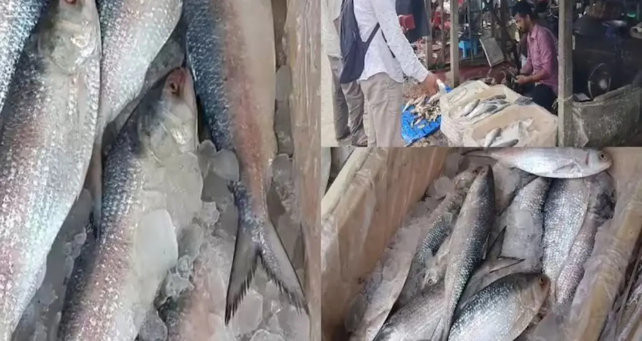 Hilsa Fish: বাজারে কোথায় গেল চওড়া পেটির বড় ইলিশ? ১ কেজির মাছই দুর্লভ, ‘ট্রলি ফিশিং’ নিয়ে উঠছে বড় প্রশ্ন
