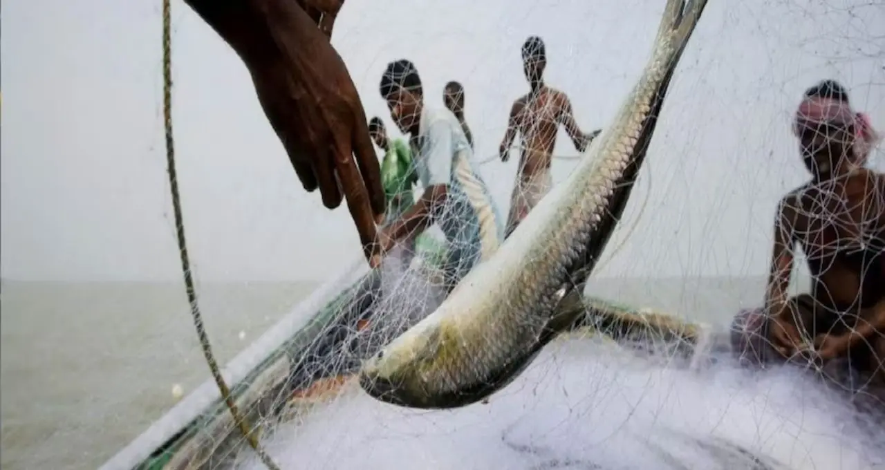Hilsa Fish: বাজারে কোথায় গেল চওড়া পেটির বড় ইলিশ? ১ কেজির মাছই দুর্লভ, ‘ট্রলি ফিশিং’ নিয়ে উঠছে বড় প্রশ্ন
