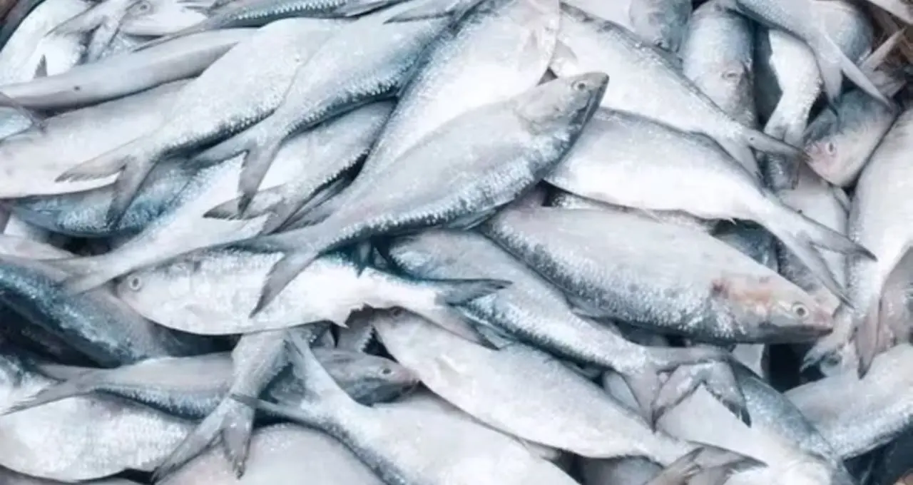 Hilsa Fish: বাজারে কোথায় গেল চওড়া পেটির বড় ইলিশ? ১ কেজির মাছই দুর্লভ, ‘ট্রলি ফিশিং’ নিয়ে উঠছে বড় প্রশ্ন
