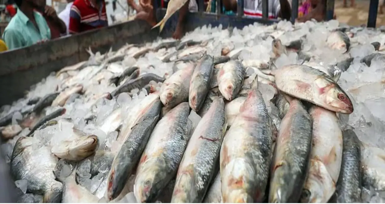Hilsa Fish: বাজারে কোথায় গেল চওড়া পেটির বড় ইলিশ? ১ কেজির মাছই দুর্লভ, ‘ট্রলি ফিশিং’ নিয়ে উঠছে বড় প্রশ্ন
