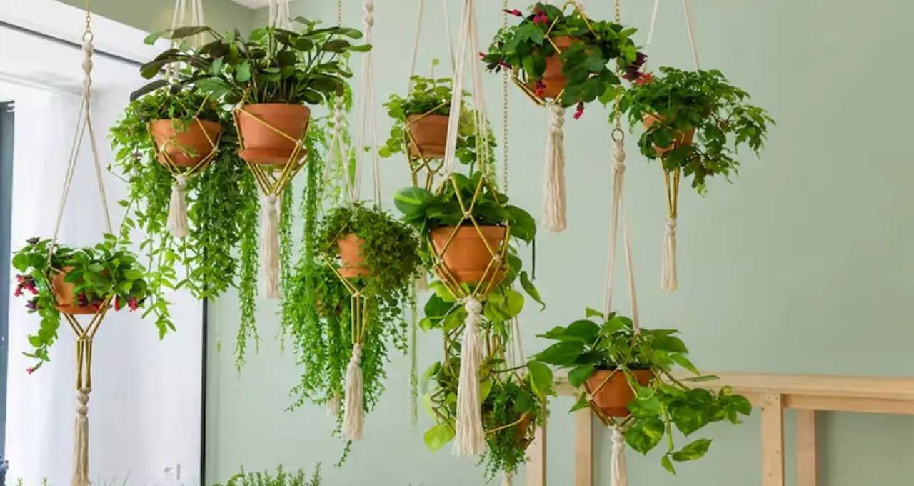 Gardening Tips: ঘরের এই জায়গাগুলিতে ঝুলিয়ে দিন গাছ, কম খরচেই বদলে যাবে গোটা ঘরের চেহারা!