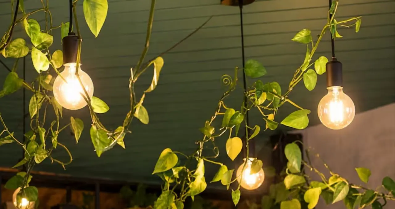 Gardening Tips: ঘরের এই জায়গাগুলিতে ঝুলিয়ে দিন গাছ, কম খরচেই বদলে যাবে গোটা ঘরের চেহারা!