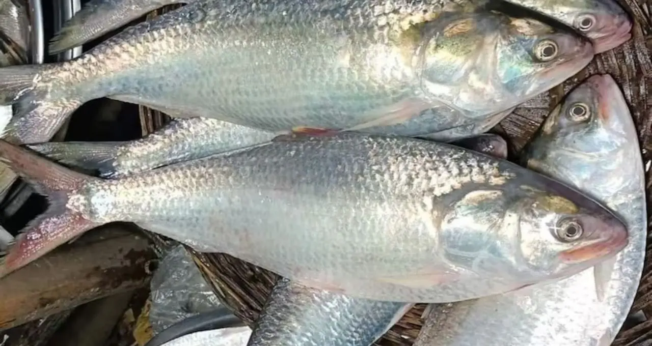 Hilsa: বাংলাদেশি ইলিশ বলে চড়া দামে বিক্রি? বনগাঁর মাছের বাজারে প্রশাসনের হানা, উঠল বড় প্রশ্ন
