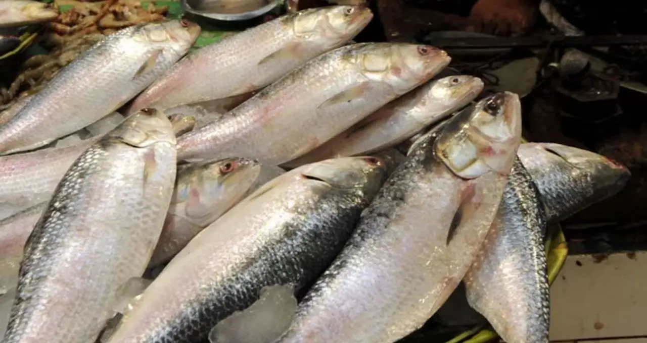 Hilsa: বাংলাদেশি ইলিশ বলে চড়া দামে বিক্রি? বনগাঁর মাছের বাজারে প্রশাসনের হানা, উঠল বড় প্রশ্ন
