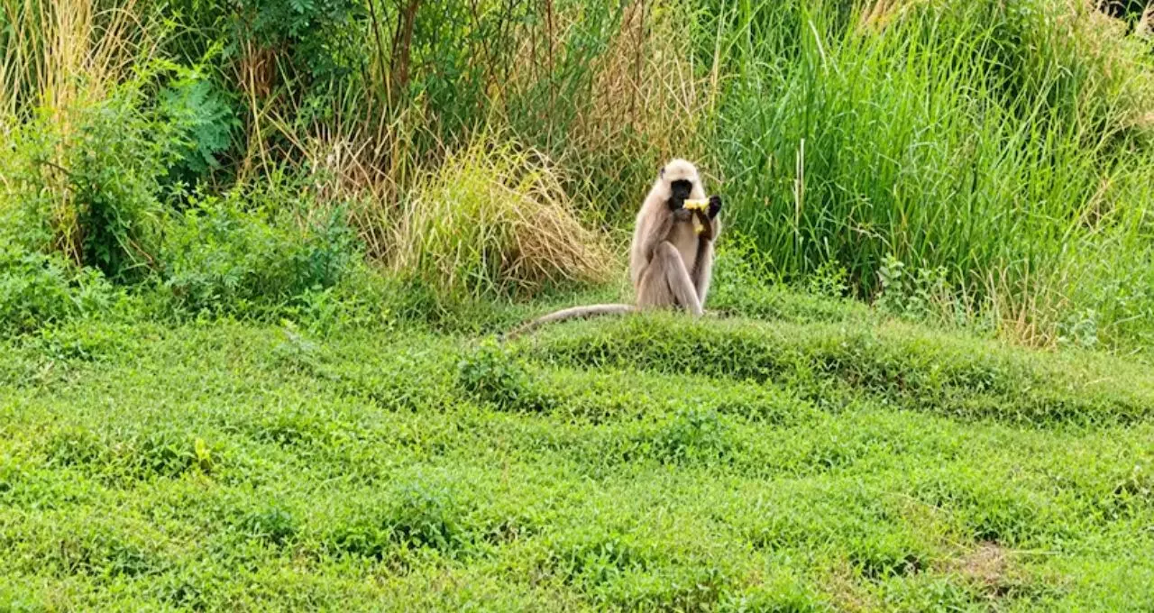 Agriculture Loss: ভুট্টা পাকার মুখে হনুমানের হানা! বিঘের পর বিঘে ফসল নষ্ট, চাষ ছেড়ে ক্ষেতমজুরি করছেন কৃষক
