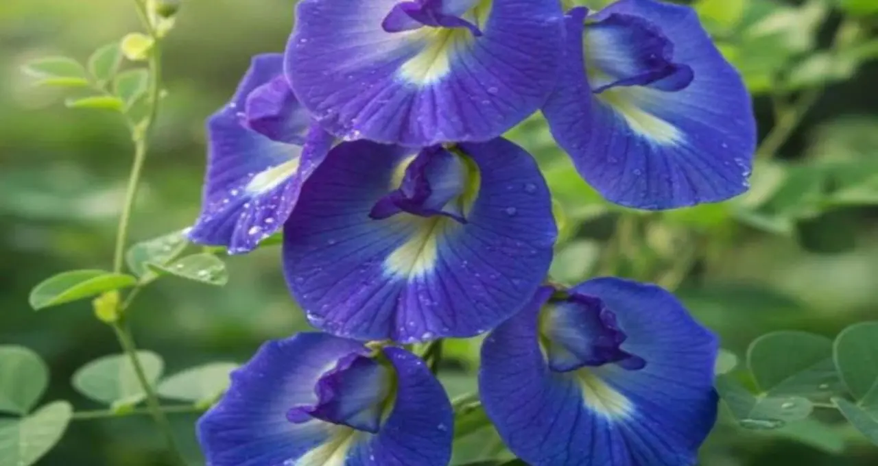 Aparajita Flower Health Benefits: নীল ফুলের চা, লেবু দিলেই বেগুনি! চোখ-ত্বক-চুলের যত্নে অপরাজিতা কতটা উপকারী জানুন
