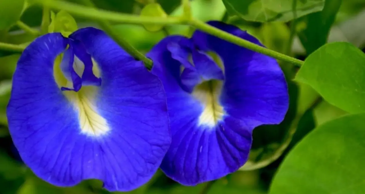 Aparajita Flower Health Benefits: নীল ফুলের চা, লেবু দিলেই বেগুনি! চোখ-ত্বক-চুলের যত্নে অপরাজিতা কতটা উপকারী জানুন
