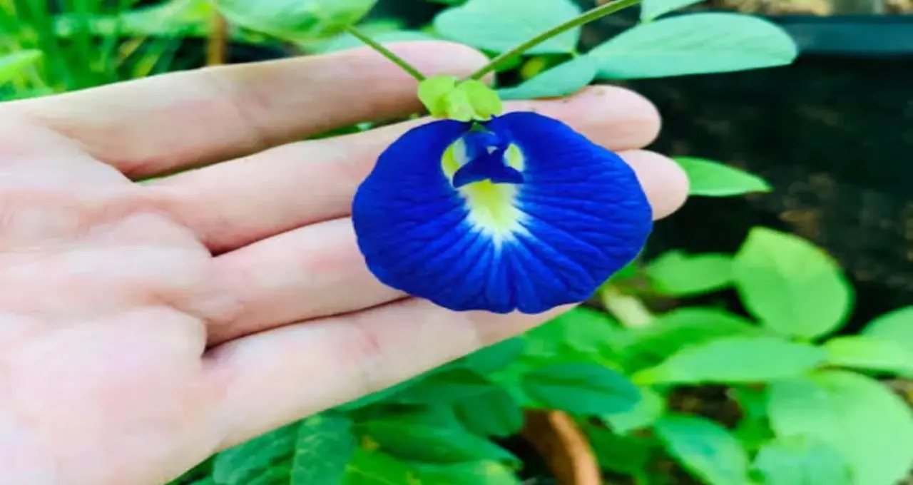 Aparajita Flower Health Benefits: নীল ফুলের চা, লেবু দিলেই বেগুনি! চোখ-ত্বক-চুলের যত্নে অপরাজিতা কতটা উপকারী জানুন
