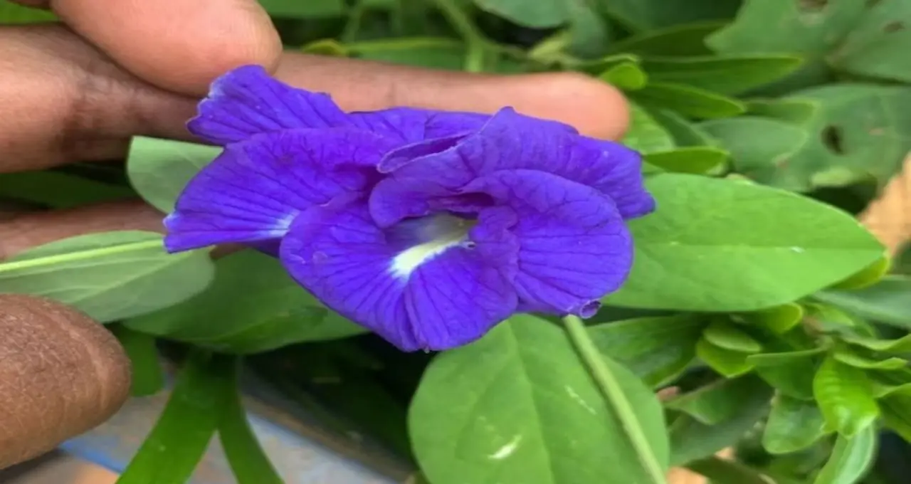 Aparajita Flower Health Benefits: নীল ফুলের চা, লেবু দিলেই বেগুনি! চোখ-ত্বক-চুলের যত্নে অপরাজিতা কতটা উপকারী জানুন
