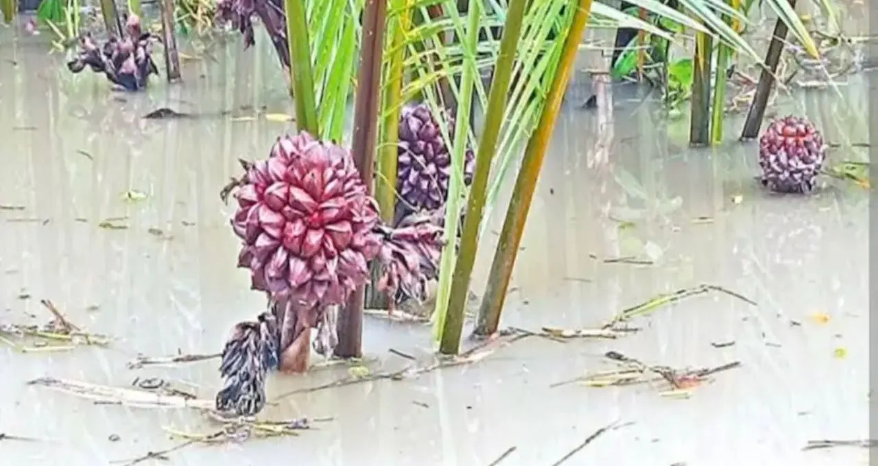 Sundarban Fruit: সুন্দরবনের গোলফল কেন এত বিশেষ? স্থানীয় খাদ্যসংস্কৃতি থেকে পরিবেশগত গুরুত্ব, জানুন
