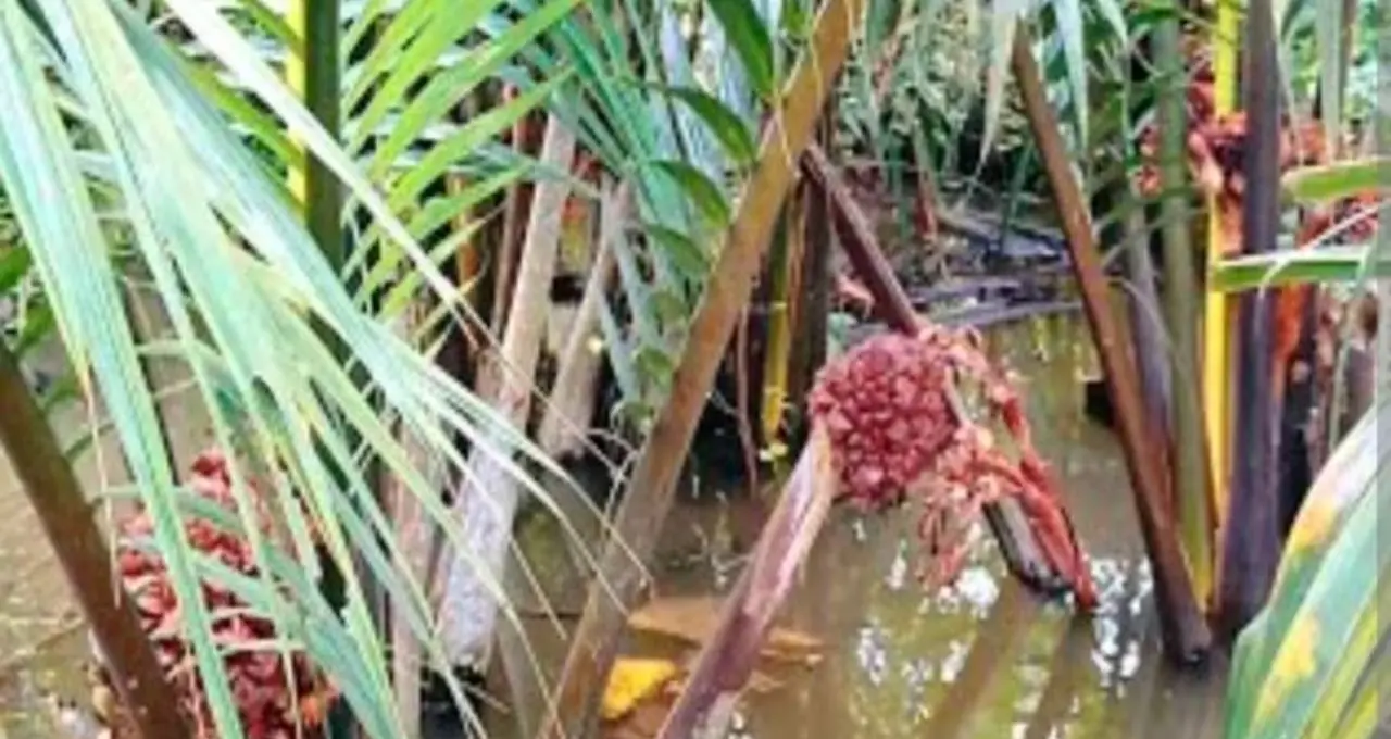 Sundarban Fruit: সুন্দরবনের গোলফল কেন এত বিশেষ? স্থানীয় খাদ্যসংস্কৃতি থেকে পরিবেশগত গুরুত্ব, জানুন
