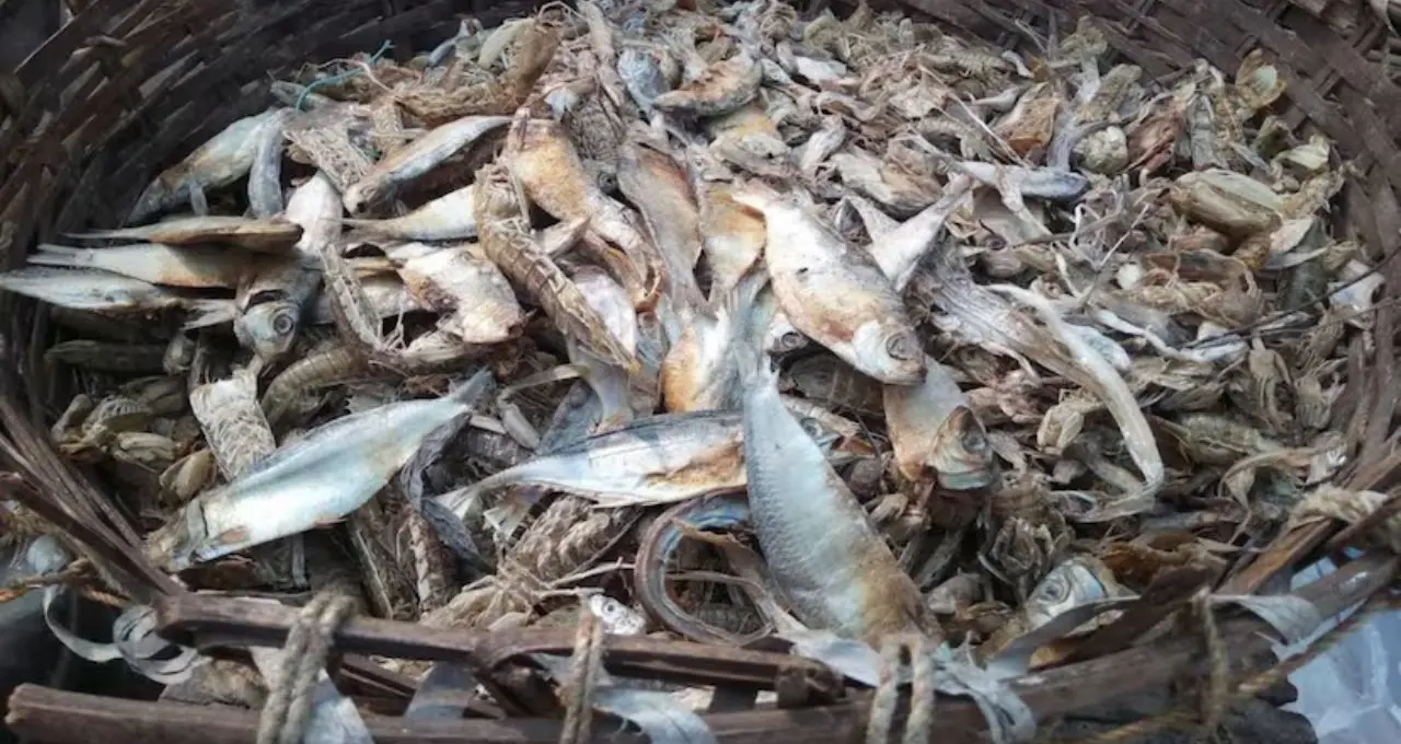 Dried Hilsa: বর্ষা শেষ হলেও ইলিশের স্বাদ! ইলিশ শুঁটকি কীভাবে সংরক্ষণ করবেন, জানুন