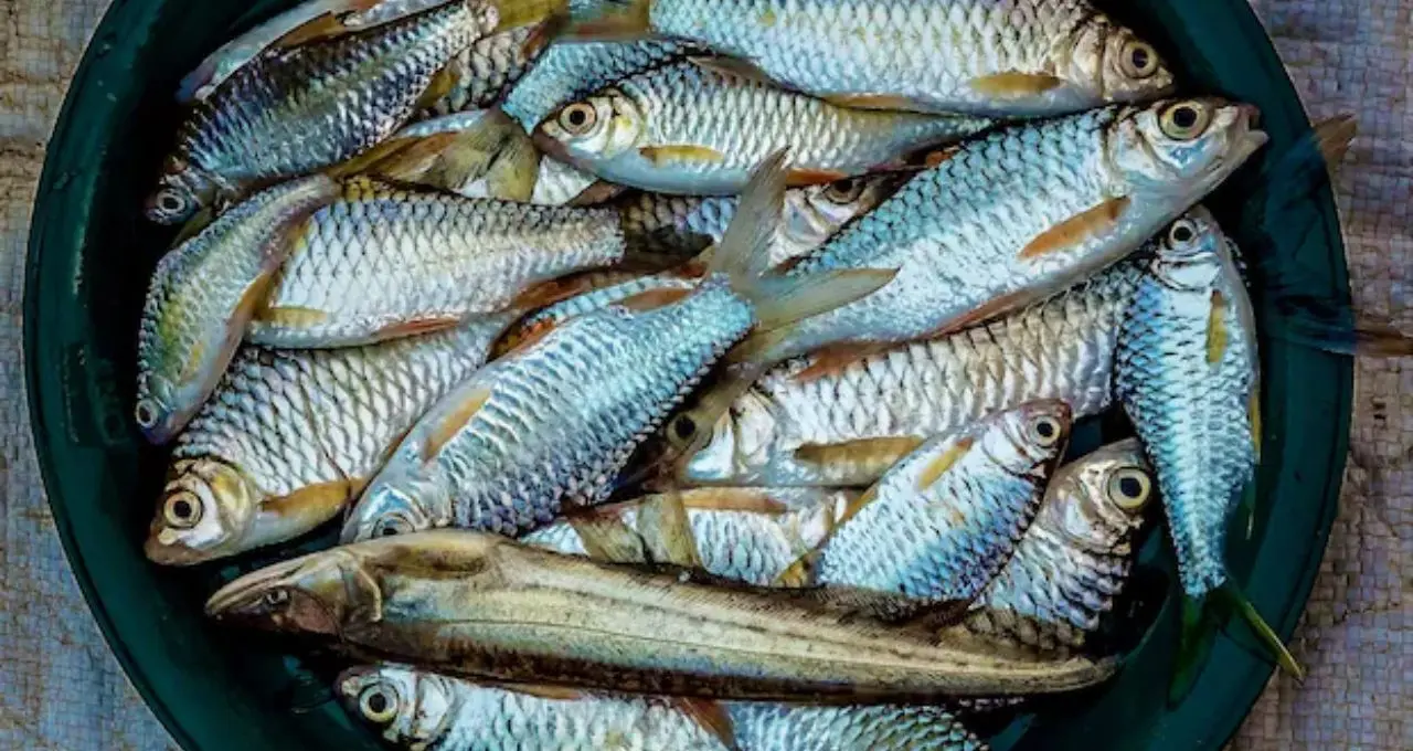 Fish: কম দামে পুষ্টিকর ৫ মাছ, Omega-3 ও Vitamin B12-এর উৎস—বাজারে দেখলে চিনে নিন
