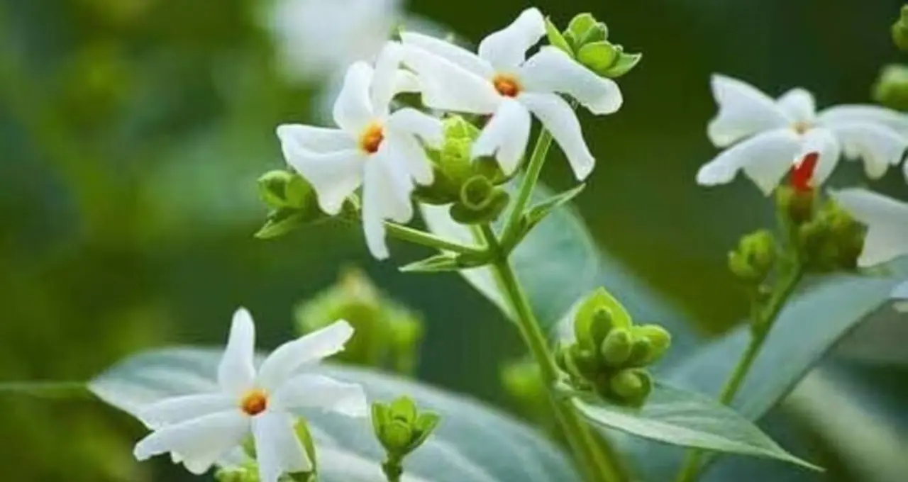 Shiuli Plant Care: শিউলি গাছে ফুল ফুটছে না? এই ৩ উপাদানের সার দিন, যত্ন নিলেই ভরে যাবে উঠোন শিউলিতে
