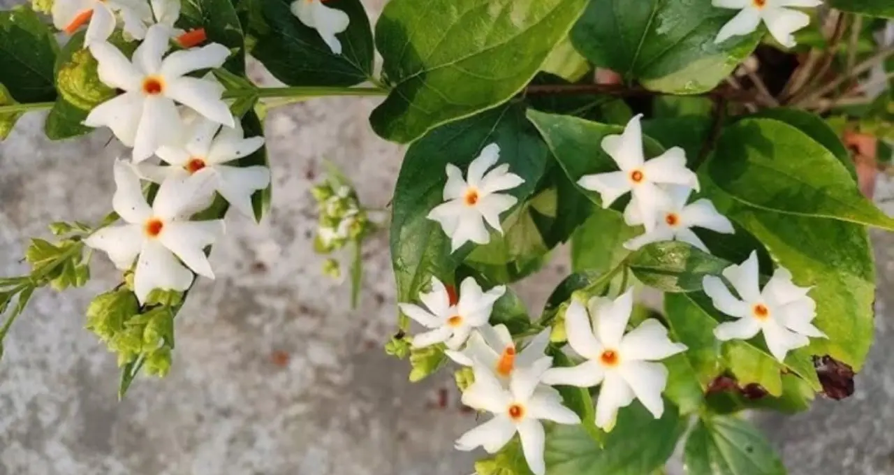 Shiuli Plant Care: শিউলি গাছে ফুল ফুটছে না? এই ৩ উপাদানের সার দিন, যত্ন নিলেই ভরে যাবে উঠোন শিউলিতে
