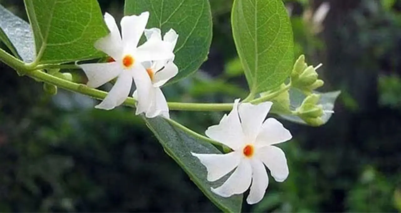 Shiuli Plant Care: শিউলি গাছে ফুল ফুটছে না? এই ৩ উপাদানের সার দিন, যত্ন নিলেই ভরে যাবে উঠোন শিউলিতে
