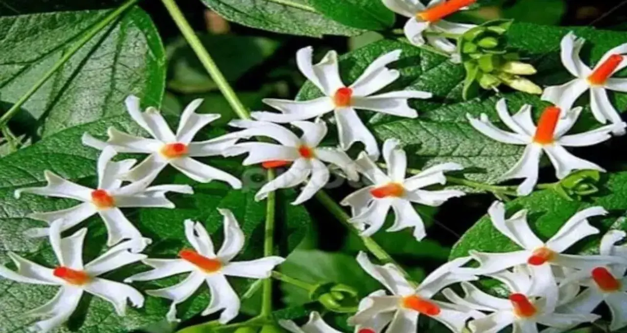 Shiuli Plant Care: শিউলি গাছে ফুল ফুটছে না? এই ৩ উপাদানের সার দিন, যত্ন নিলেই ভরে যাবে উঠোন শিউলিতে
