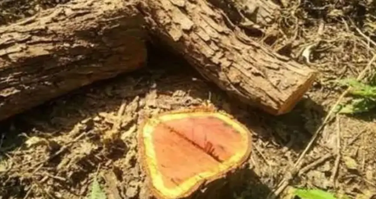 पंचकूला जंगल में खैर पेड़ों की कटाई का खुलासा, तस्कर सेंट्रो कार छोड़कर फरार,34 कटे पेड़ मिले