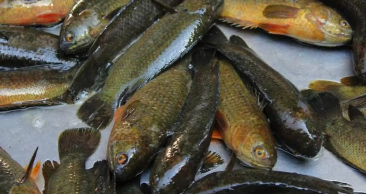 Monsoon Fish: বর্ষায় শুধু ইলিশ নয়, পাতে কই-ট্যাংরা-পাবদার কদরও তুঙ্গে! কোন কোন দেশি মাছ পছন্দ বাঙালির?
