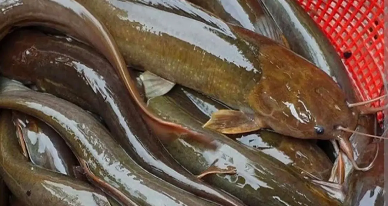 Monsoon Fish: বর্ষায় শুধু ইলিশ নয়, পাতে কই-ট্যাংরা-পাবদার কদরও তুঙ্গে! কোন কোন দেশি মাছ পছন্দ বাঙালির?
